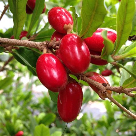 The Many Varieties of Mafic Berries: Which One is Right for You?